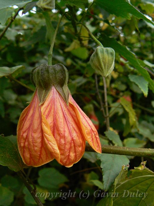 Abutilon x hybridum 'Souvenir de Bonn', Adelaide Botanic Gardens P1080776.JPG